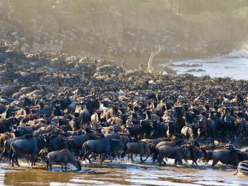 8 Days Amboseli Masai Mara Safari & Bwindi Gorilla Tour