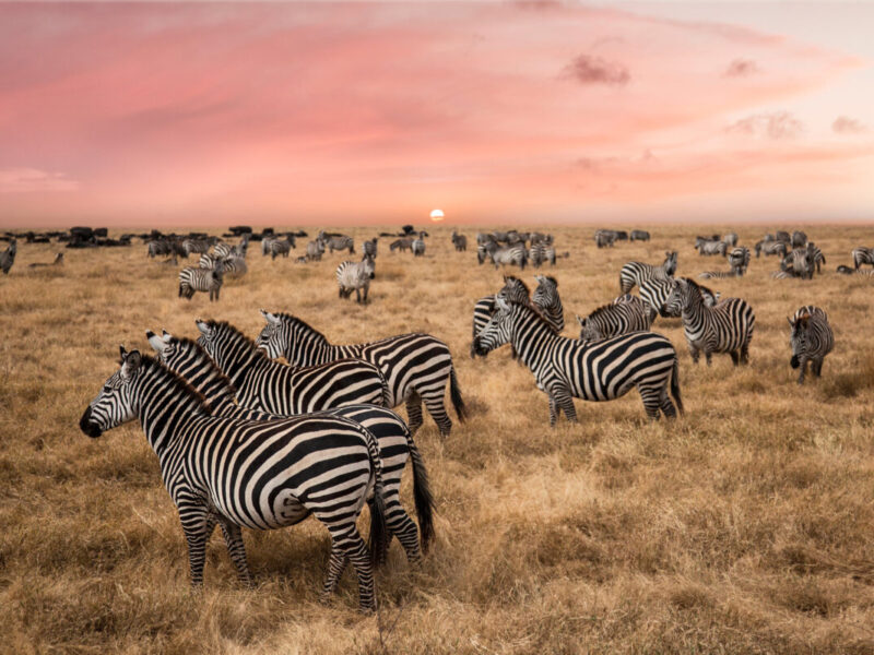 6 Days Wildlife Safari in Tanzania