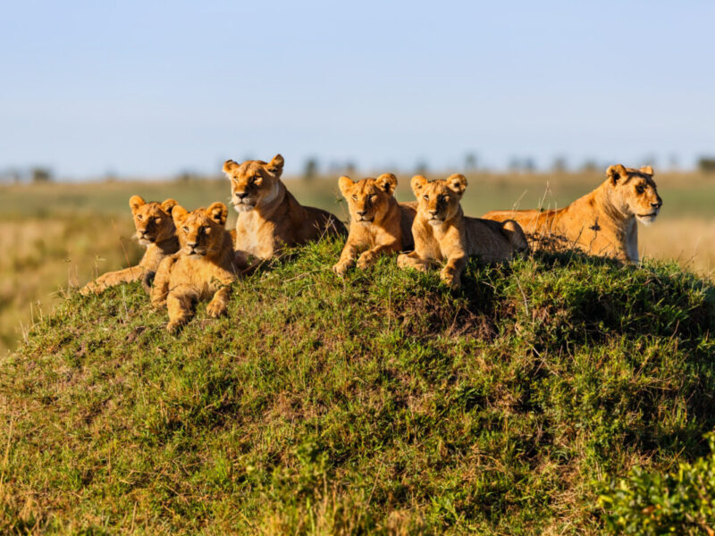 Two,Lionesses,With,Four,Cubs,On,A,Termite,Hill,Enjoy