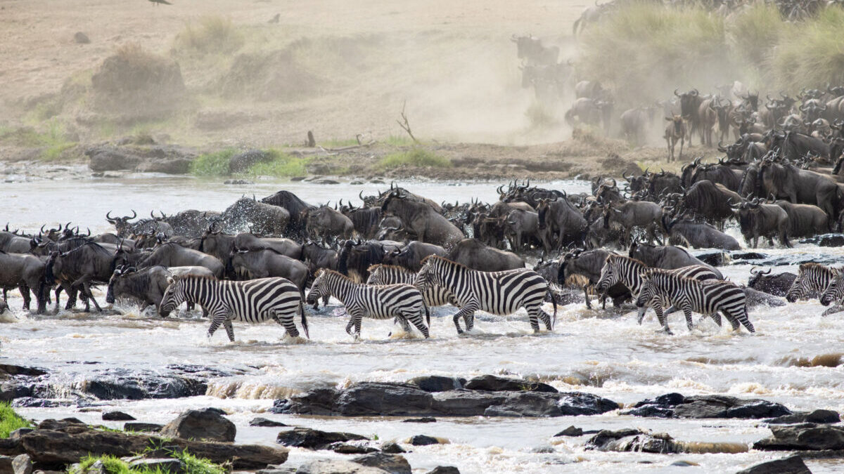 Should I visit Serengeti or Masai Mara for wildebeest migration?