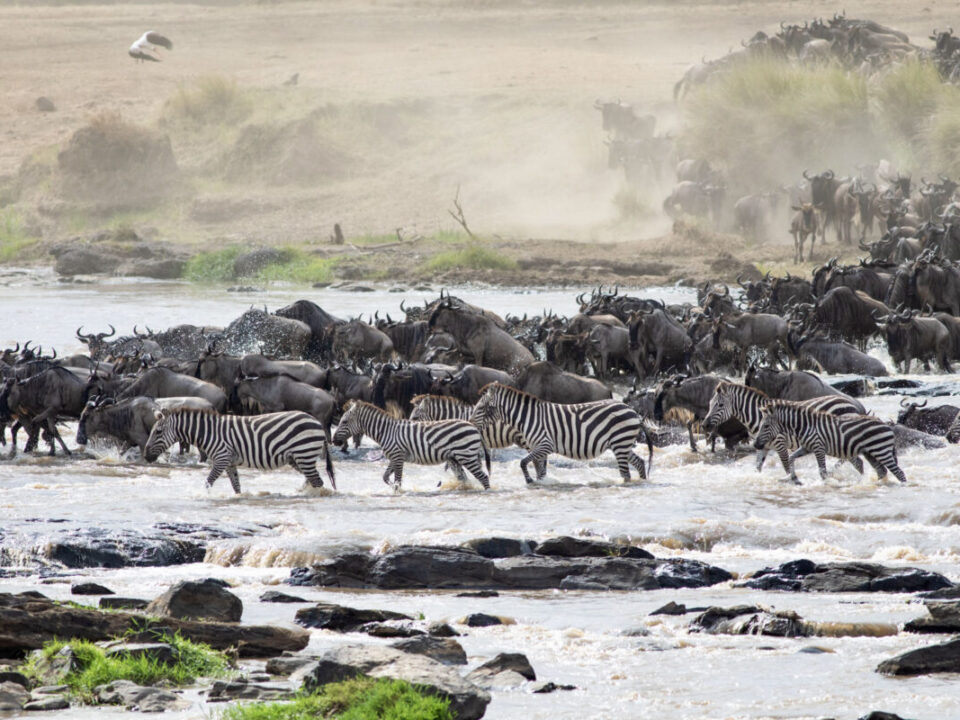 Should I visit Serengeti or Masai Mara for wildebeest migration?