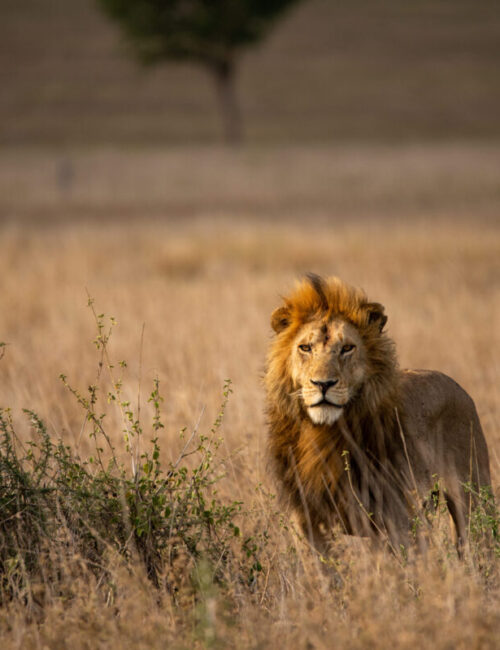 8 Days Big Five Safari in Tanzania