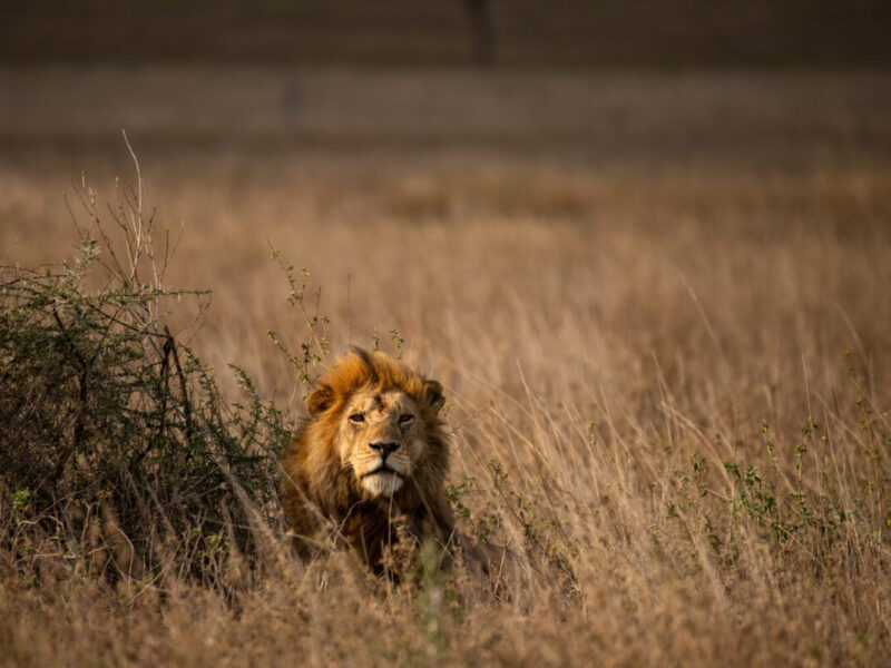 8 Days Serengeti Safari