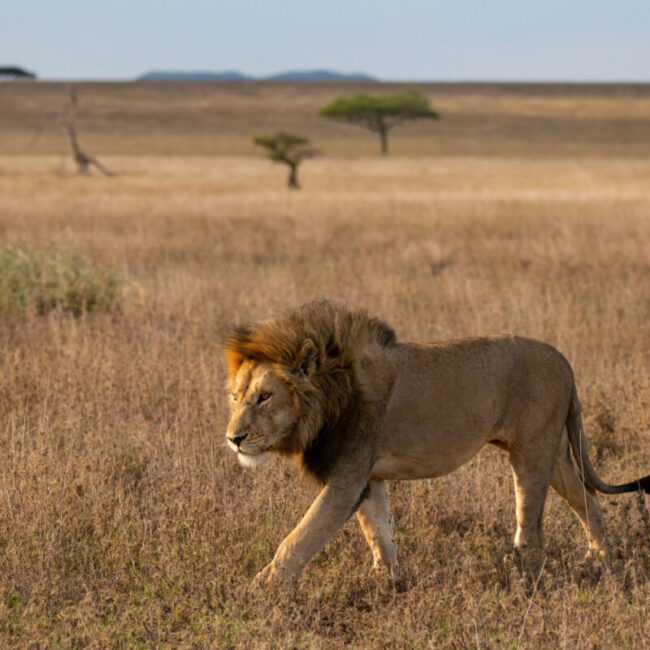 Jungle Uganda Safari Tour