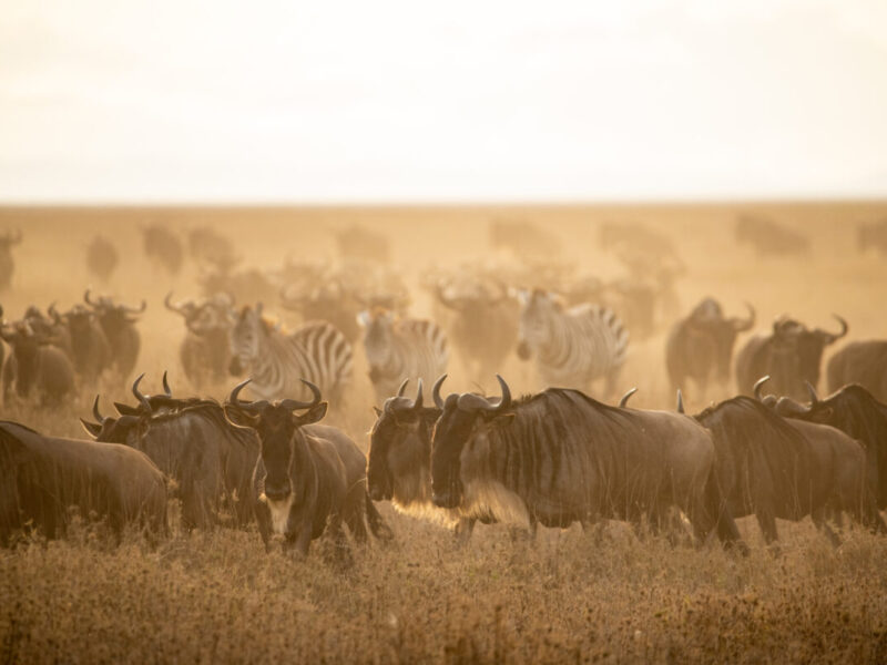 How much does a 7 day safari cost in Tanzania?