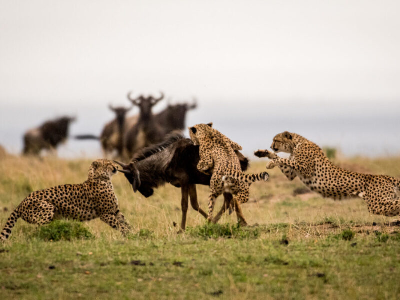 A,Group,Of,Cheetahs,Attacking,A,Wildebeest