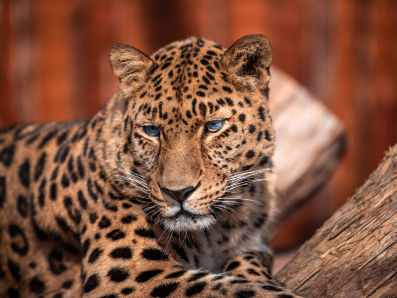 Leopard,In,A,Dominant,Pose,Basking,In,The,Sun,Without