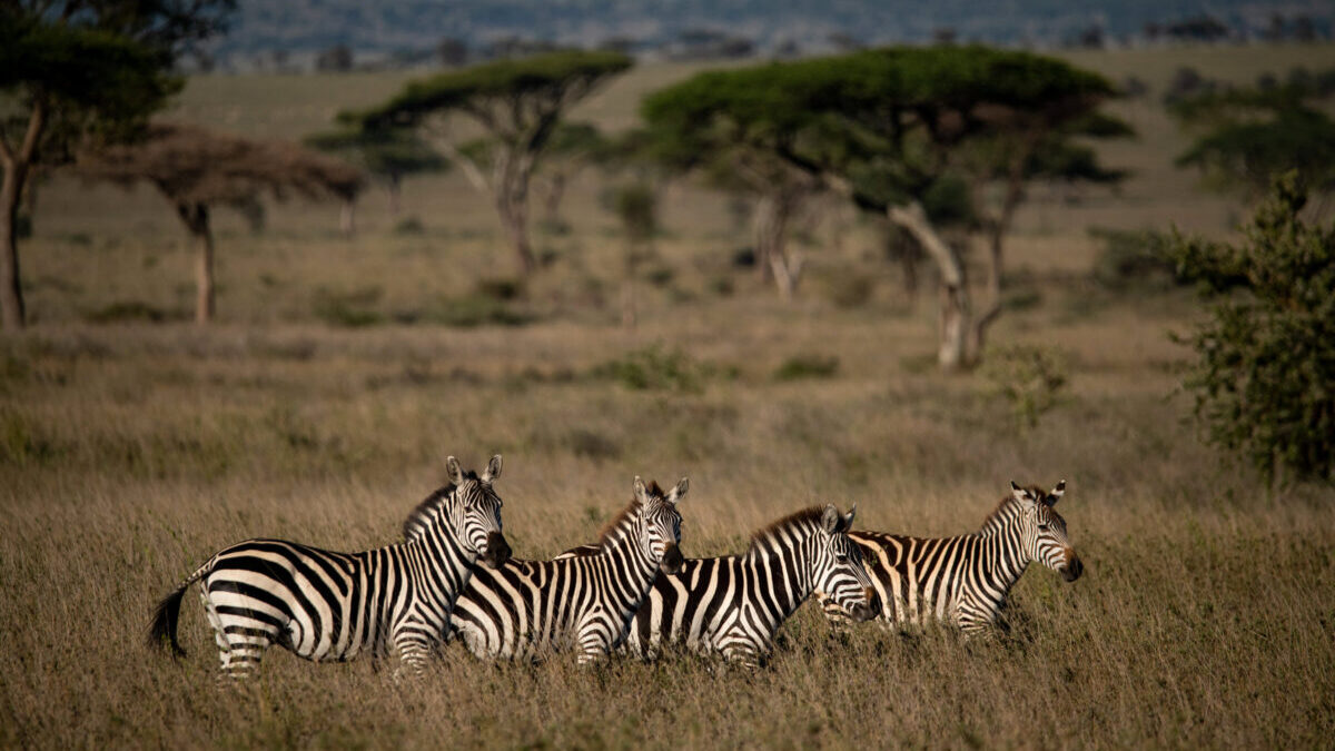 12-Day Kenya and Uganda Wilderness Adventure