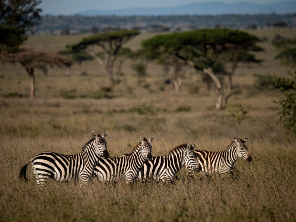 12-Day Kenya and Uganda Wilderness Adventure