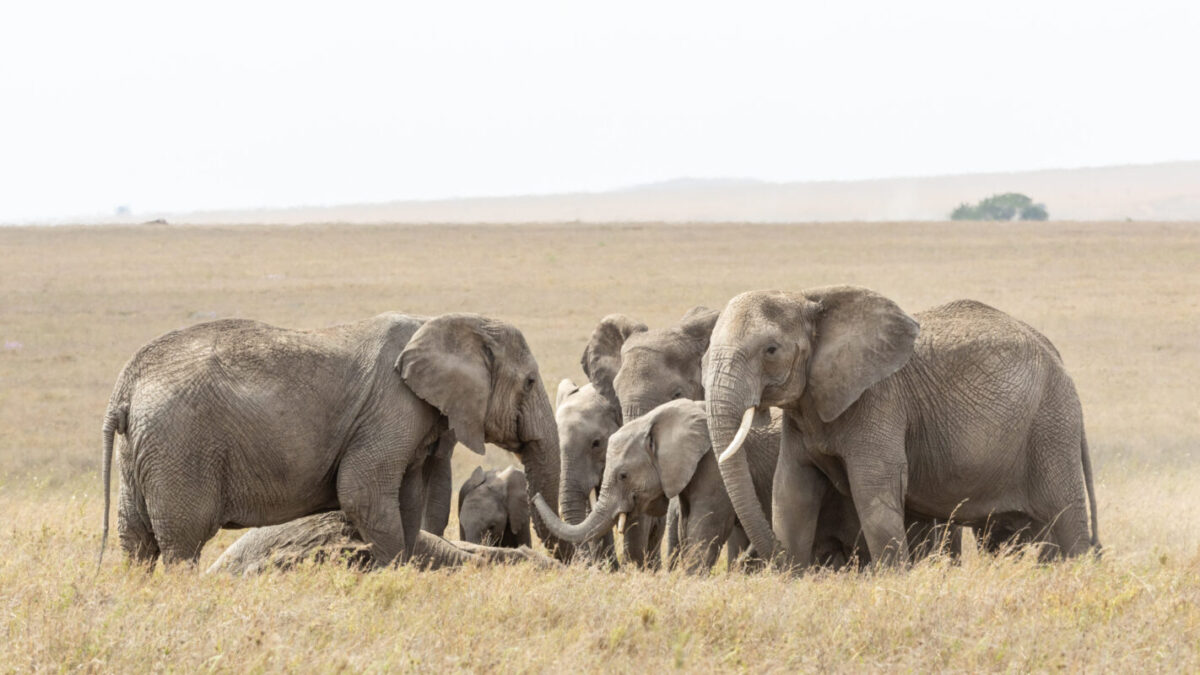 22 Days East Africa Wildlife and Primate Tracking Safari