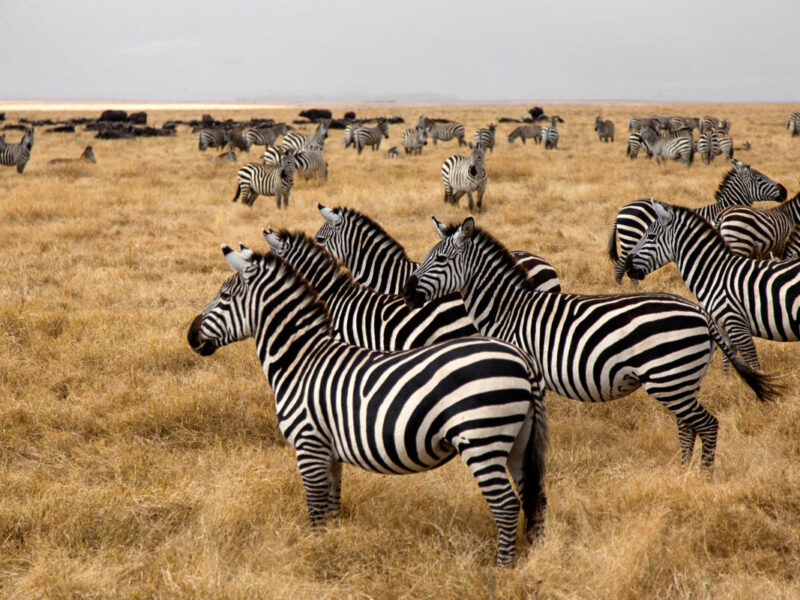 Wildlife Safaris in Tanzania