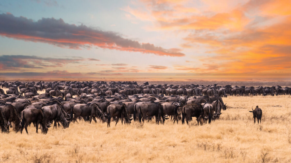 How long does wildebeest migration last?