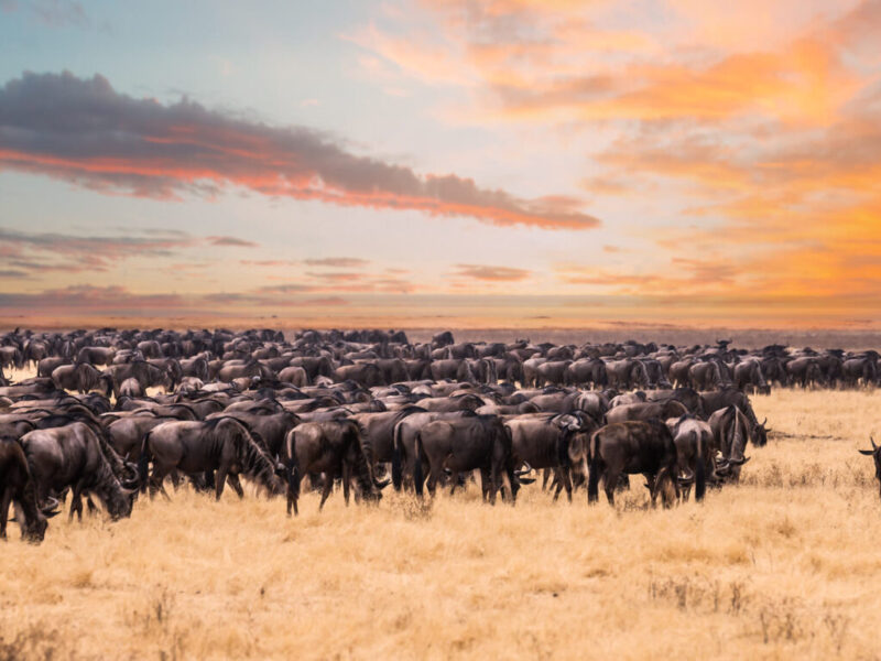 Wildebeest Migration in Tanzania