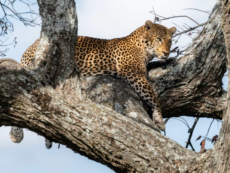 14 Days African Safari