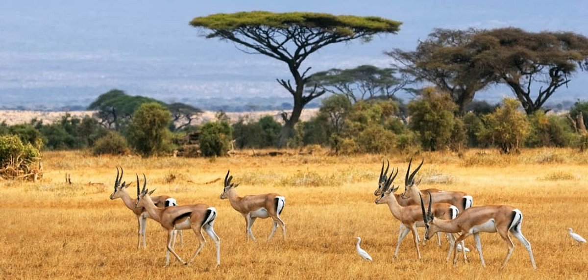 Bird Watching in Tanzania