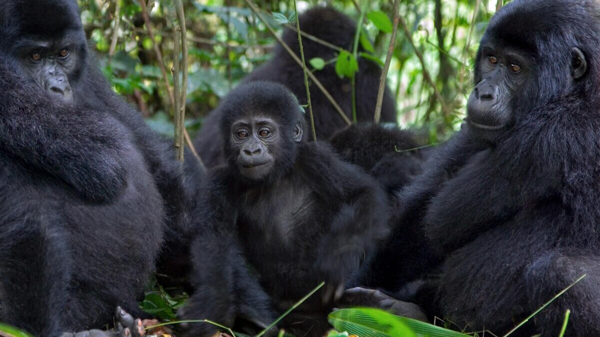 14 Days Gorillas and Serengeti combo Safari