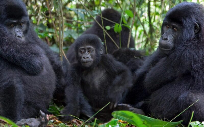 Combining Gorilla Trekking Tours with Tanzania & Kenya Safari