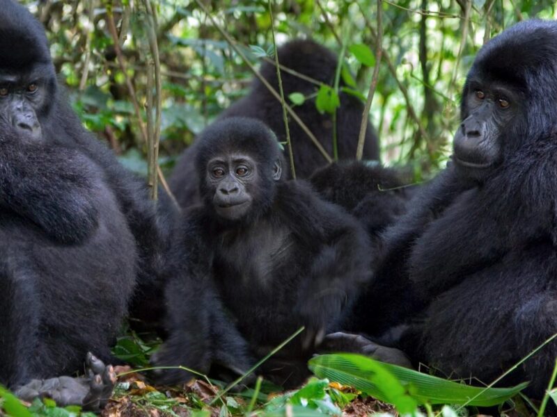 14 Days Gorillas and Serengeti combo Safari