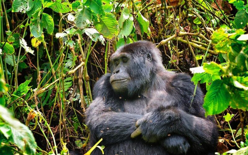 Is there a difference between trekking in Uganda and Rwanda?