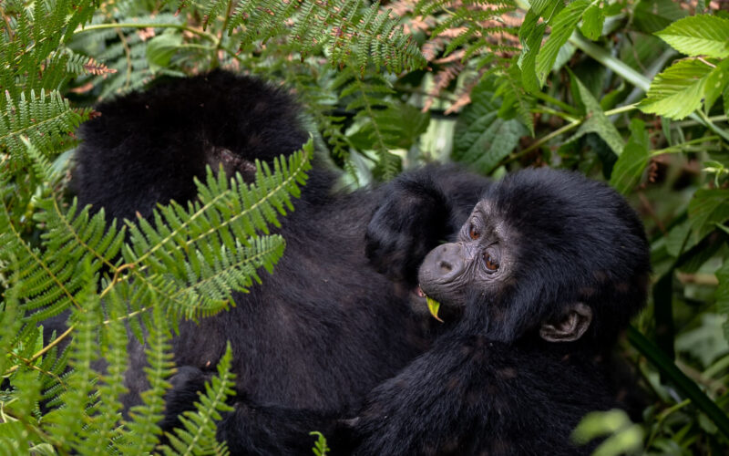 How do I get to Bwindi Impenetrable National Park and Mgahinga