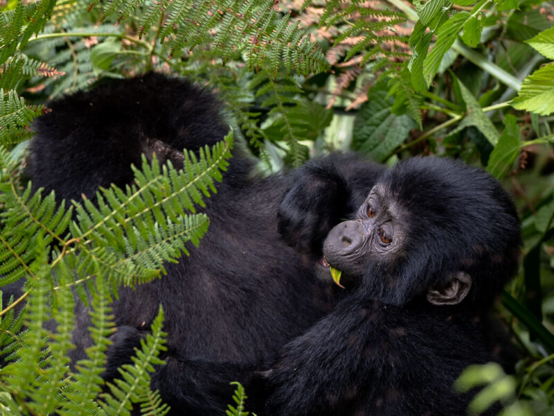 How do I get to Bwindi Impenetrable National Park and Mgahinga