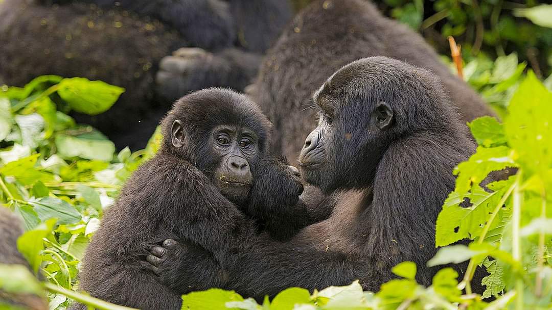 Uganda Eco-Explorer Safari