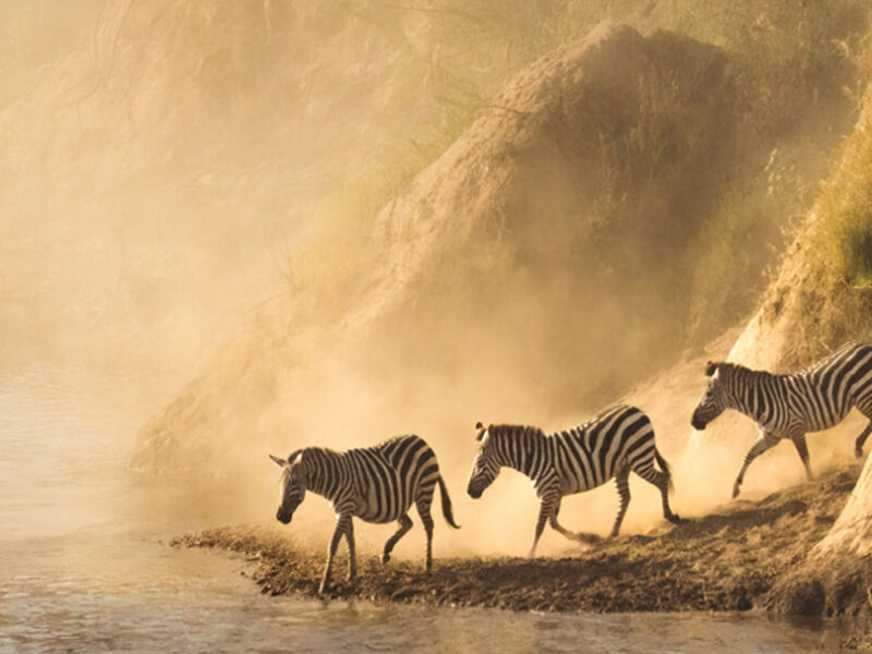 How Far in Advance Should I Book a Wildebeest Migration Safari