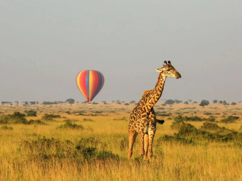 Kenya Tanzania Safari Adventure 18