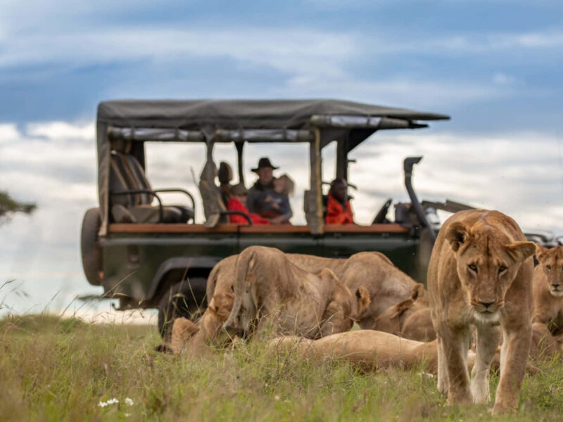 Kenya Rwanda Uganda Tanzania Safaris