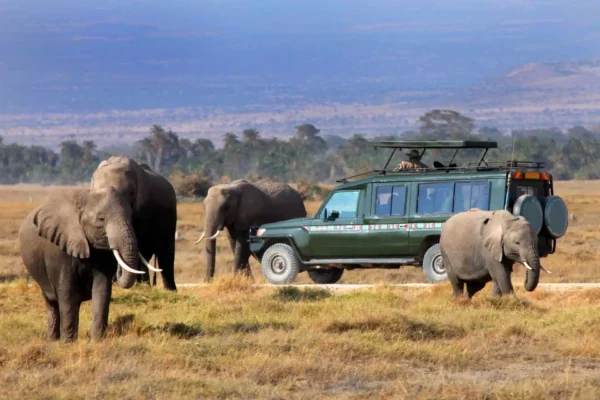 Kenya Rwanda Uganda Tanzania Safaris