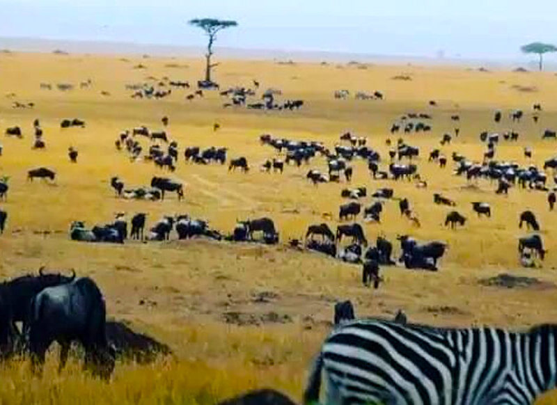 What should I pack for a Wildebeest Migration Safari?