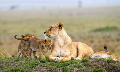 Kenya Rwanda Uganda Tanzania Safaris
