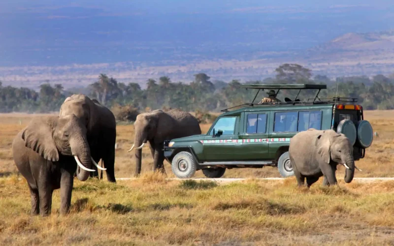 Kenya Rwanda Uganda Tanzania Safaris