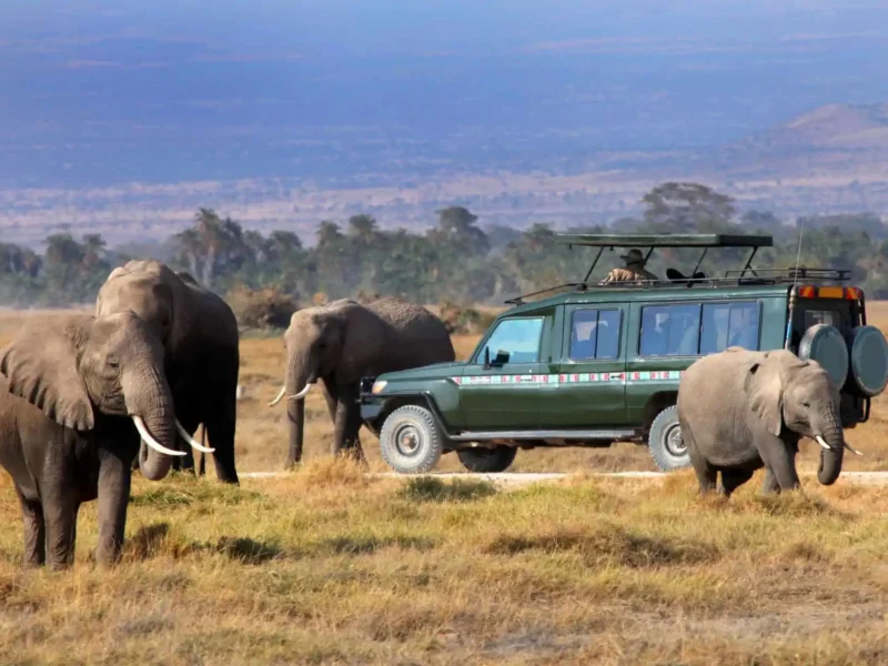 Kenya Rwanda Uganda Tanzania Safaris