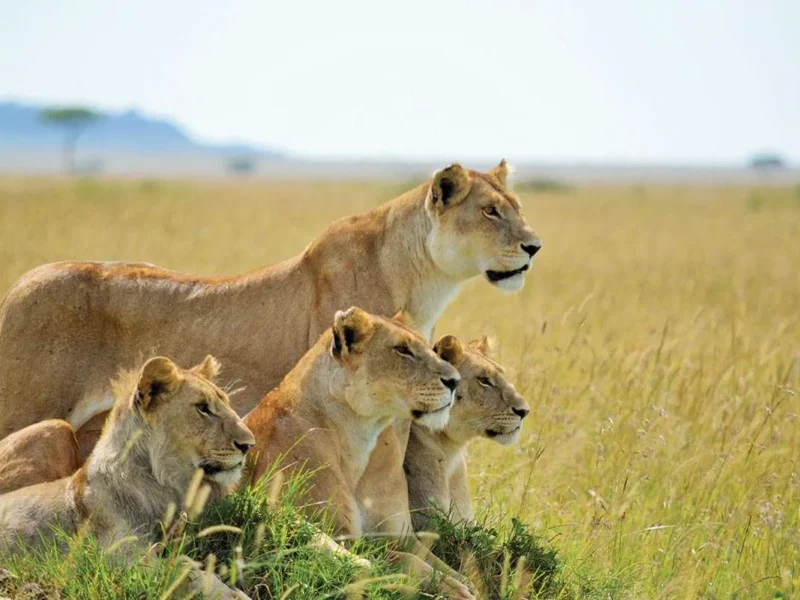 Kenya Rwanda Uganda Tanzania Safaris