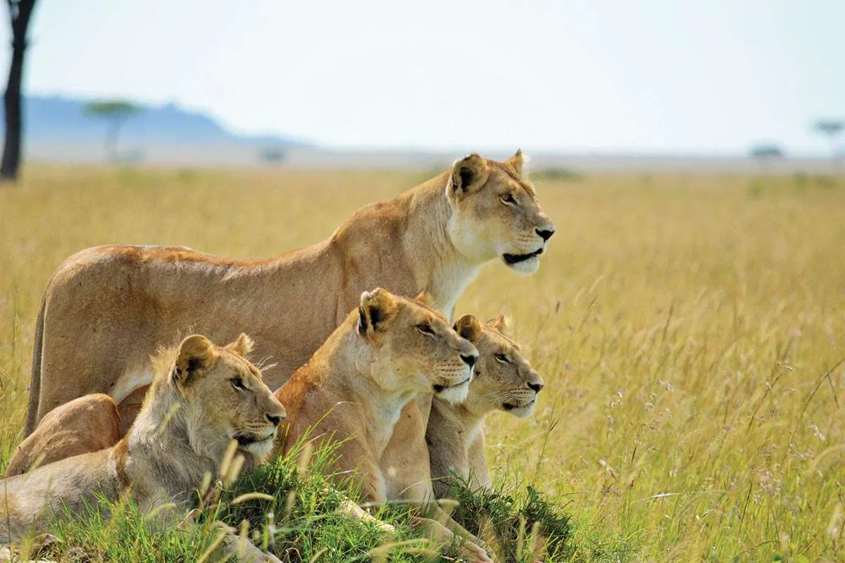 Kenya Rwanda Uganda Tanzania Safaris