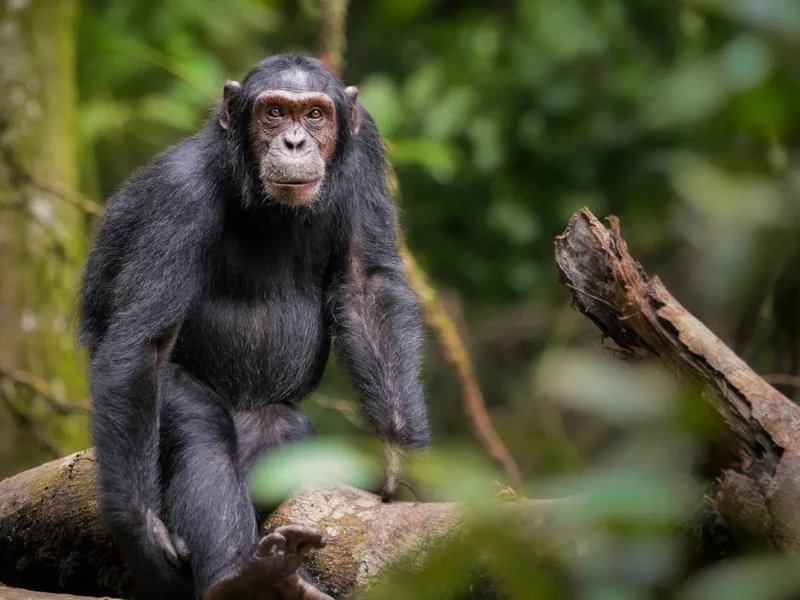 chimpanzee tracking in uganda