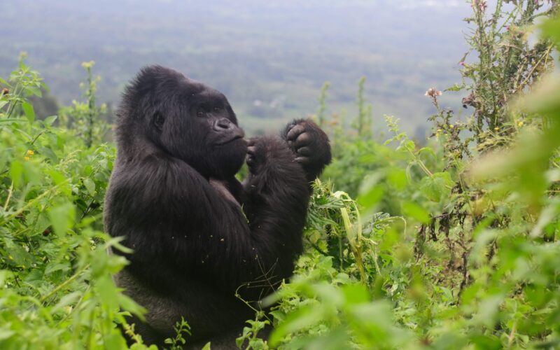 Uganda Gorilla Trekking