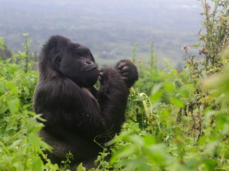 Uganda Gorilla Trekking