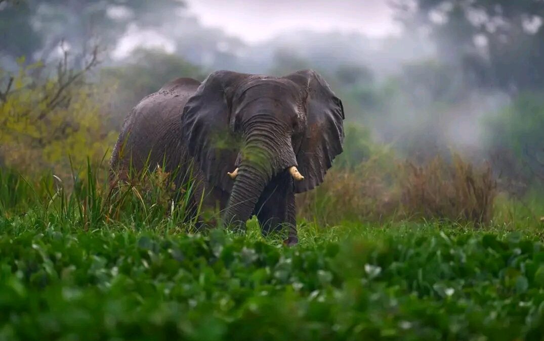 Elephant tracking in Akagera