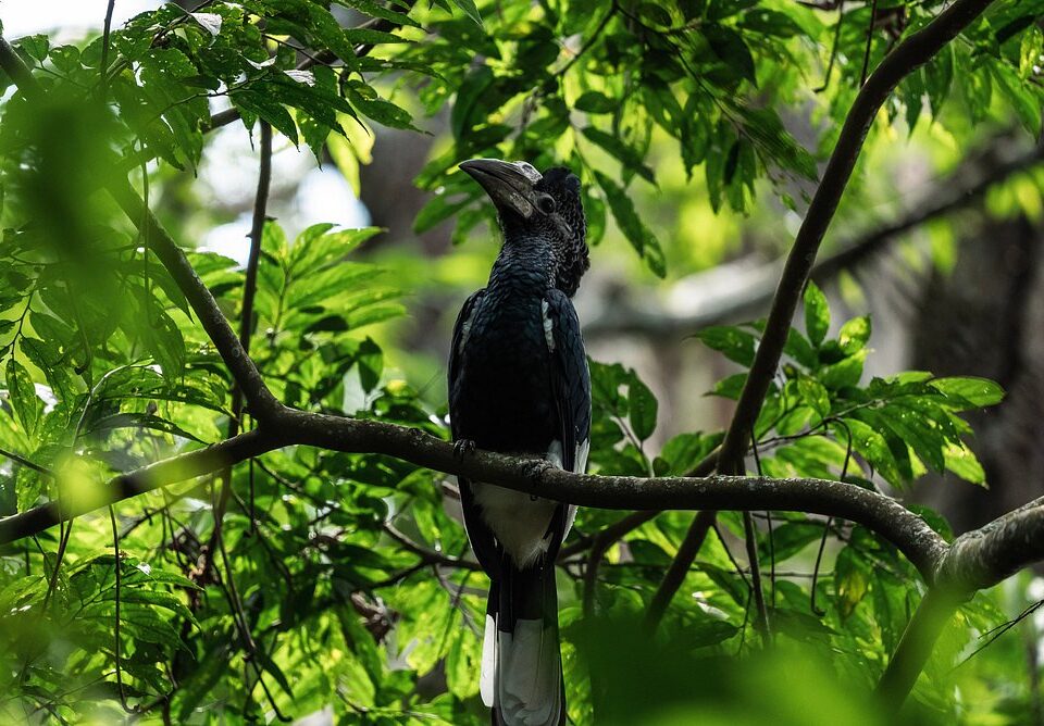 Bird Watching Hike in Nyungwe Forest National Park